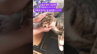 고양이가 아니라 인성질 냥이