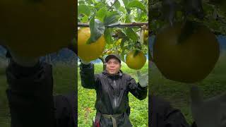 Biggest pear in JAPAN #farming #japan #trending #viral #fruit