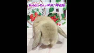 うさぎベビーちゃん♡【神戸六甲道店】#デビュー#ホーランドロップ #Rabbit Ruru