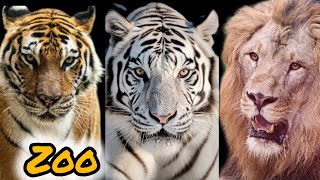 Bannerghatta National Park Bangalore || Bannerghatta Zoo || Bannerghatta Biological Park Safari