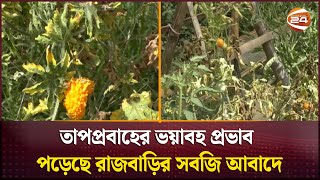 তাপপ্রবাহের ভয়াবহ প্রভাব পড়েছে রাজবাড়ির সবজি আবাদে | Vegetable | Rajbari | Channel 24