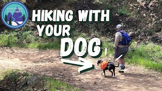 WATCH THIS to Make the Most of Hiking With Your Dog!