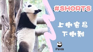 上樹容易下樹難 | iPanda熊貓頻道 #Shorts