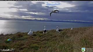 Albatross Soar, Touch Down At Royal Cam Nest In New Zealand | DOC | Cornell Lab – April 27, 2021