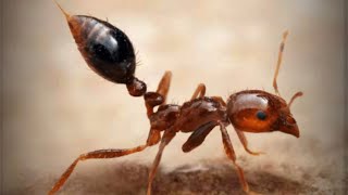 ザ・アンツ（TheAnts）の特級孵化で紫品質特化アリのヒアリ（Solenopsis invicta）が孵化する瞬間！！当特化アリ保有済みの為、自動的に対応特化アリ残骸に変換。