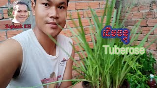 ដើម​ ផ្កាចន្ធូ | Tuberose ផ្កាក្រអូបឆ្ងុយឆ្ងប់ | Sopheak KH