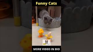 😍 Funny And Cute Cat 😍▐ FUNNY CUTE ANIMALS #shorts