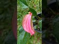 සෝස කුරුල්ලා 💗💗 pink bird  😍😍 #anthuriumplant #beautiful #anthurium #flowers #anthuriumflowers