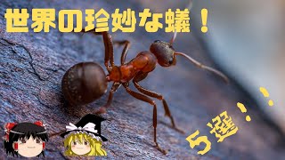 5 strange ants from around the world!