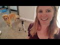 PREPARING TO FAINT - What I Do After my Service Dog Alerts (& fainting on camera w dog responding)