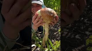 Ginormous Homegrown Onion #gardening #homegrown