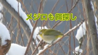 まるおの母　まるこの宿根草と低木の庭　2025 01 10 朝起きると、また一面の銀世界。暖かくなるかと思いきや、またまた吹雪🥶🥶🥶いつもの野鳥メンバーが、お腹を空かせて大騒ぎ。とにかく寒い☃️☃️