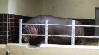 上野動物園カバ_屋内の水飲み場で水を飲むジロー