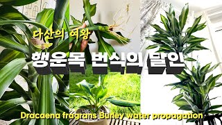 행운목 수경재배_번식의 달인_컷팅부터 흙심까지 4개월 여정_ Dracaena fragrans Burley Water propagation_ReShine_리샤인