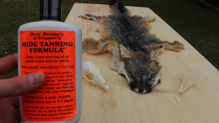 Grey Fox Fur Pelt HIDE TANNING Demo using Hunter's Tanning Formula Start to Finish