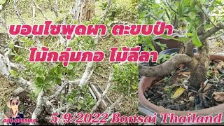 Bonsai บอนไซพูดผา ตะขบป่า..💖💖👍