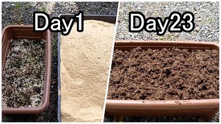 Decomposition of roots (residues) that are prone to pathogens in old soil