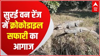 Wild Life के शौकीनों के लिए अच्छी खबर ! Khatima में हुई क्रोकोडाइल सफारी की शुरुआत