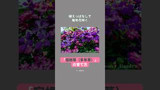 【おすすめ】植えっぱなしで毎年花咲く「宿根草（多年草）」の育て方 #shorts #ガーデニング #宿根草 #多年草