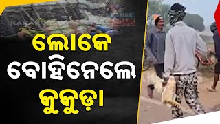 Chicken-Laden Pickup Overturns in Keonjhar, Locals Loot the Cargo