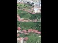 Cherry blossoms in a tea garden in China’s Fujian Province