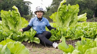 Harvesting Kale to Sell at the Market – Feed the fish | Lucia’s Daily Life