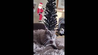 Fluffy cat Odin the grey cleans his toe beans!