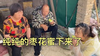 枣花开了枣花蜜也下来了养蜂人一年一度就这几天，忙碌的幸福时刻