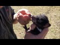 Adorable Tasmanian Devil Joey Enjoys Tickles and Cuddles