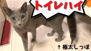 猫のトイレハイ！興奮を鎮めようとするも収まらず、飛び掛かってくる様子がこちらです