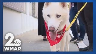 Pets on Set: Adoption Express