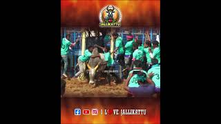 அருமையான புடி..!#shorts #youtubeshorts@ilovejallikattu