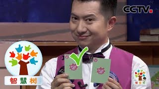 《智慧树》 我爱变魔术：卡片魔术 20191105 | CCTV少儿