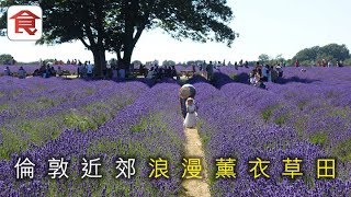 【倫敦近郊下午茶】浪漫薰衣草田 歎少女風下午茶