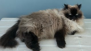 Penelope the Himalayan laying on the table looking very fluffy! 🐾❤️