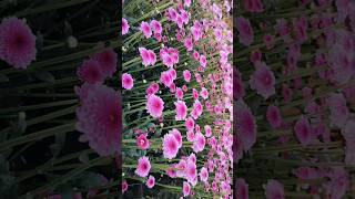 Pink Button Chrysanthemum 🌼 flowers 🌼 #flowers #shortvideos #viralvideos ,#viral #trending ,#nature