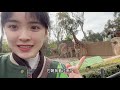 美国留学vlog｜和小动物们开心的一天🦁️🐒 🦒