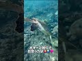 【閲覧注意】ウミガメの大群に遭遇！？オマーンの海がすごい！！！こんなウミガメ見たことないw何コレ珍百景！