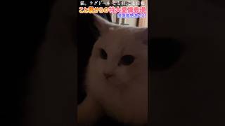 猫。こと君からの特大の愛情表現！保護者感激です！#shorts