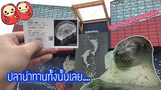 โอซาก้าต้องดูปลา Osaka Aquarium Kaiyukan