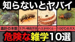 【必見】絶対知っておかないと危険な虫の雑学10選