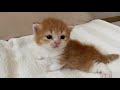 生後26日目 甘え方が独特⁉︎草食系男の子！【 赤ちゃん猫】kitten