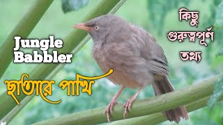 ছাতারে পাখি | Jungle Babbler | Behaviour of Jungle Bubbler | বন ছাতারে | Turdoides striata