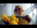 this is how hamsters fit so much food inside their cheeks pets wild at heart bbc earth