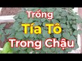 Cách trồng rau tía tô trong chậu ăn quanh năm#trongtrot