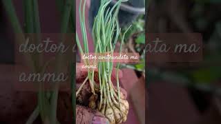 వెల్లుల్లి ఇంట్లో ఇలా కోడా పెంచు కొచ్చు#gatdening #propagation#homegarden#natural