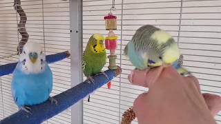 Cute Parrots 💝  Wellensittich Kampf um die Kolbenhirse endet schmerzhaft - für die Federlose 😅