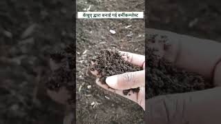 Made good quality of vermicompost by earthworm 🪱 #vermicompost #earthworm #vermicomposting