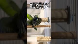 【マメルリハ成長日記】ヒナたちの可愛いヒヤヒヤ行動