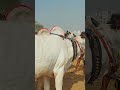 biggest bull market in indian cattle market ongole bulls youtubeshorts